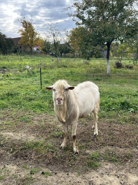 Vând țap saanen