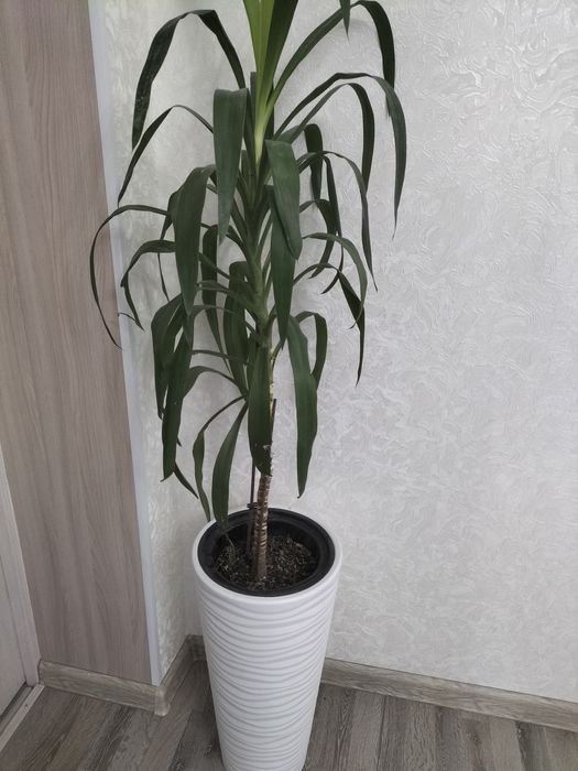 Дома комнатные растения.