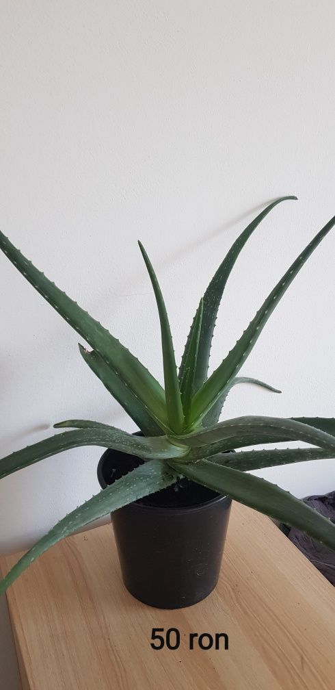 Aloe vera, specia Barbadensis si Arborescens