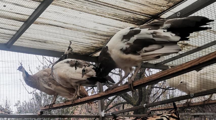 Тригодишни пауни