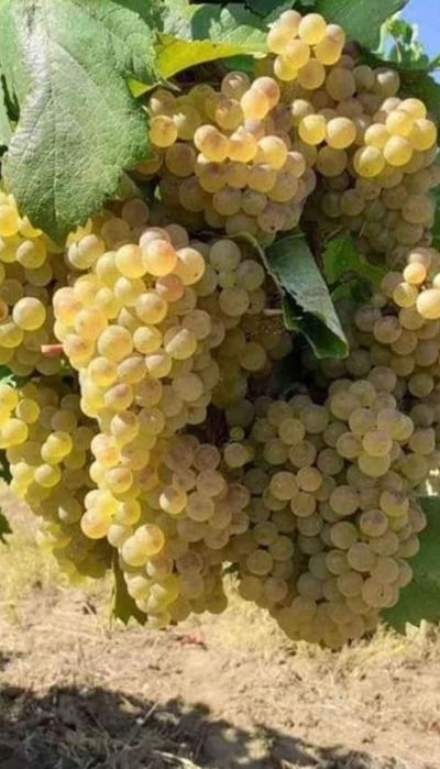 Struguri de vin peoductie 2025