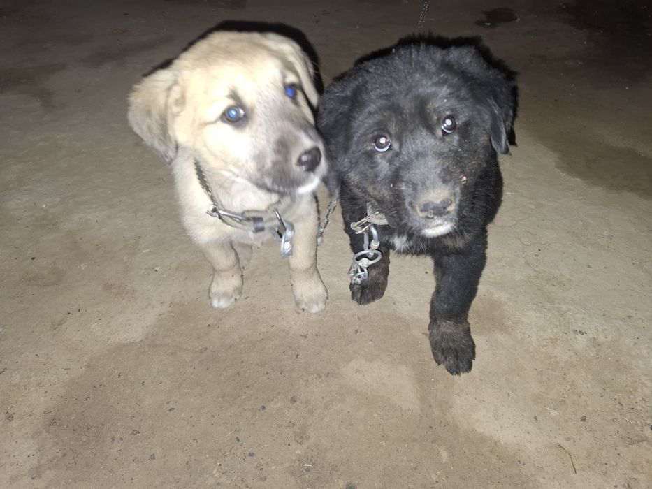 Отдам срочно щенят в хорошие руки