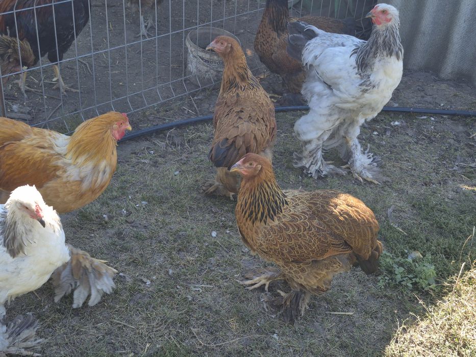 Vând păsări de țară