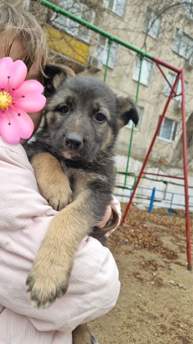 Щенок мальчик 2 месяца