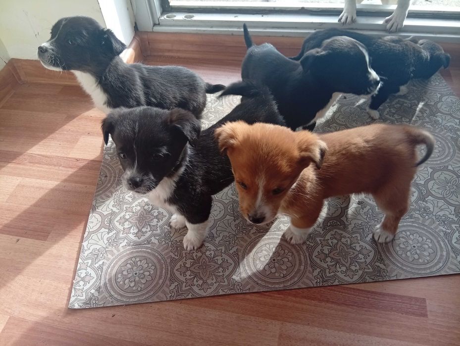 Cățeluși talie mica