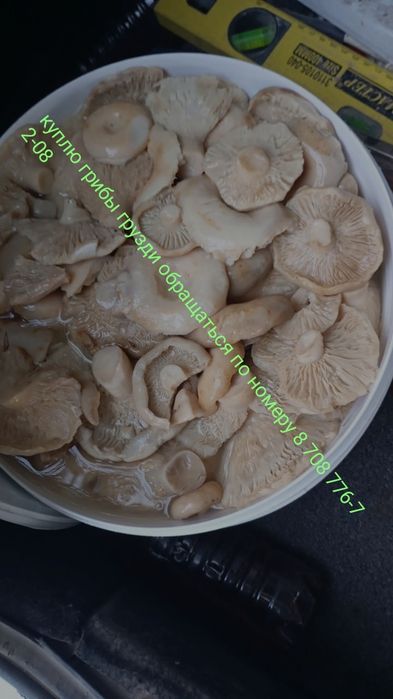 Закупаю грибы грузди