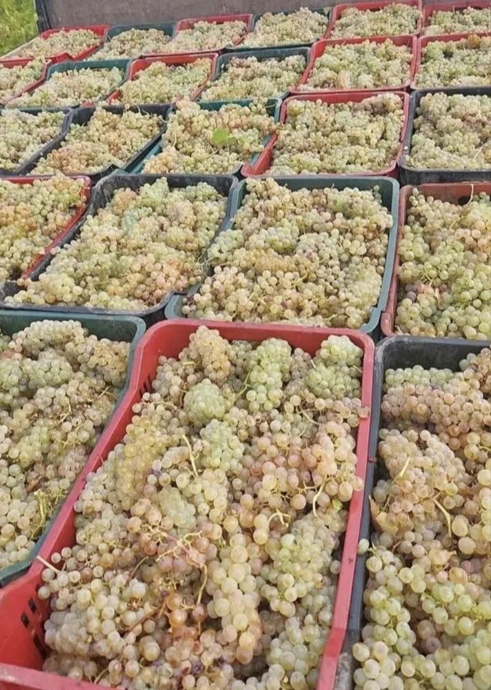 Vand struguri de vin transport la domiciliu!!!