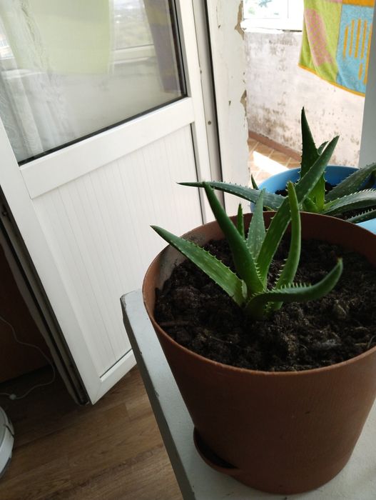 Продам алое Вера 1800