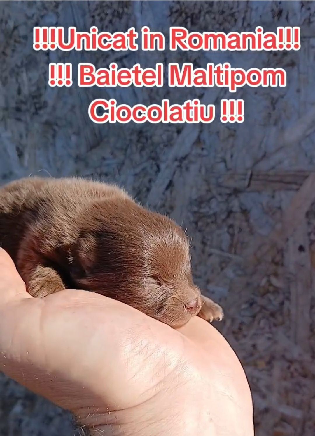 Asigur transport !!! Unicat in Romania !!! Pui Maltipom Ciocolatiu !!!