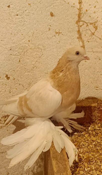 Кептерлер сатамын капкан духчуби