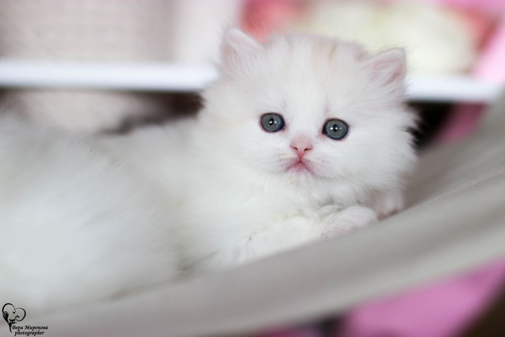 Шотландские котята Фолд страйт Шиншилла