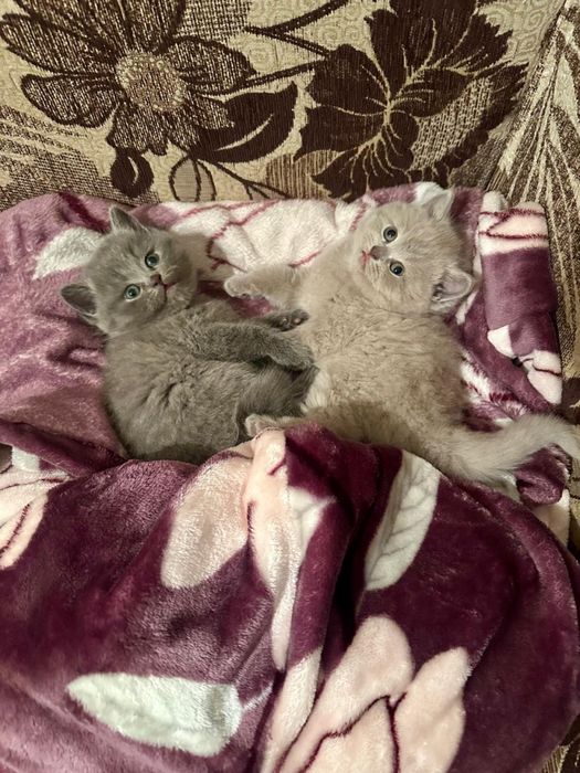 Британская короткошерстная