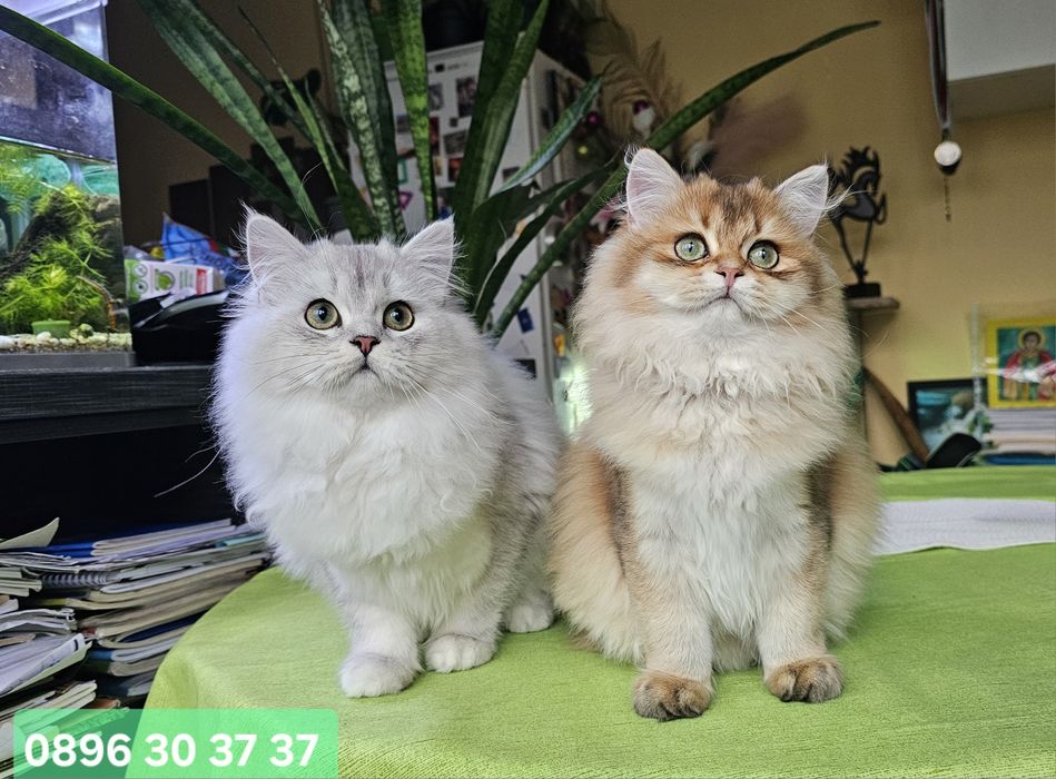 Британски дългокосмести котенца