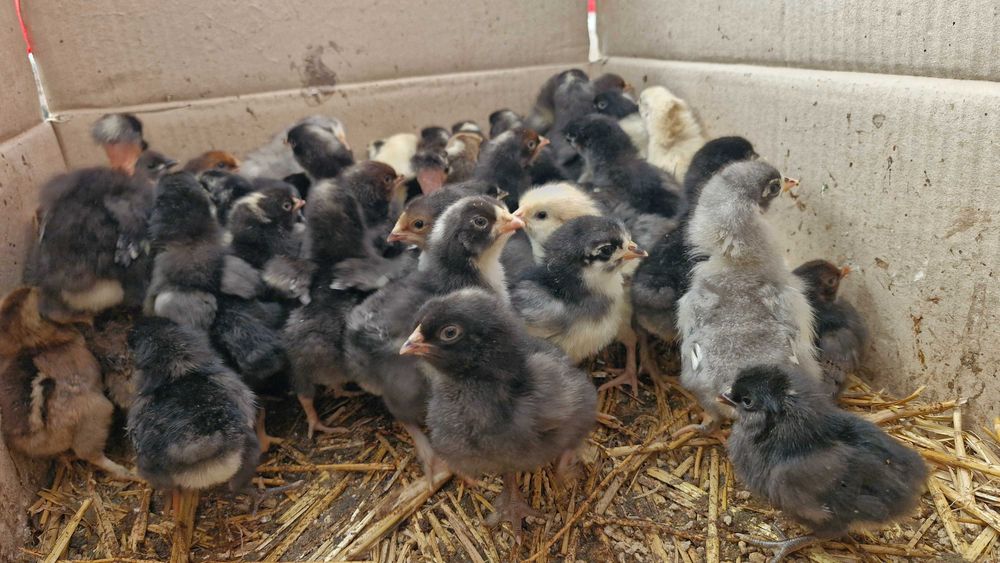 Pui australorp și de țară