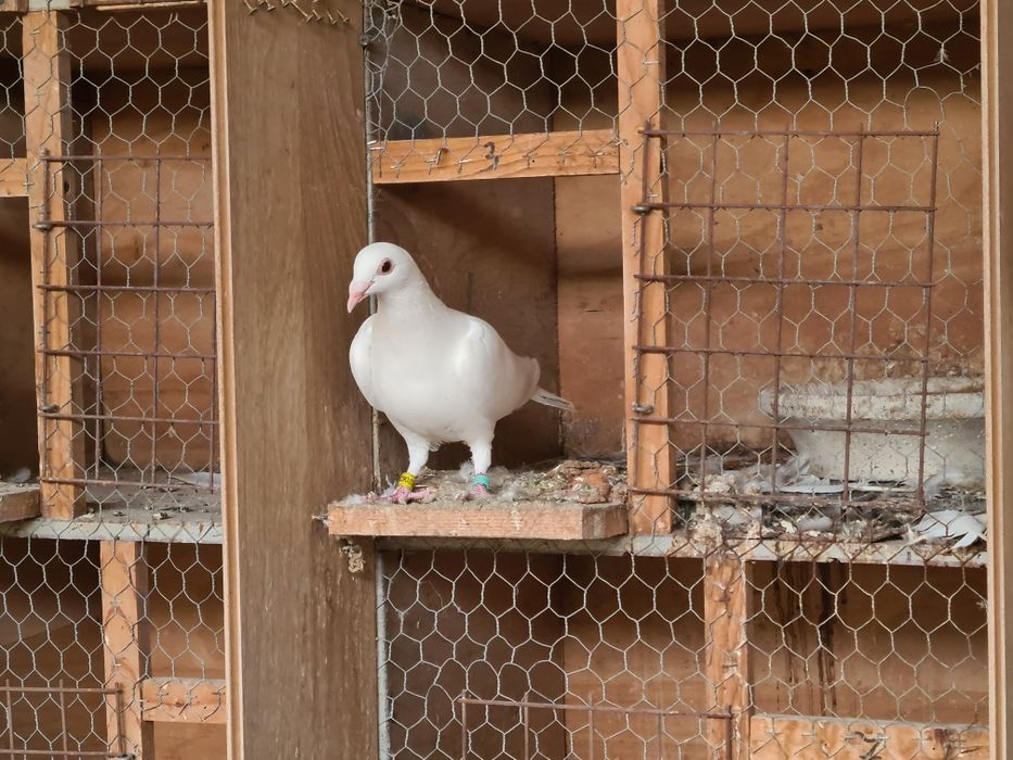 Pereche porumbei voiajori albi  și 2 femele
