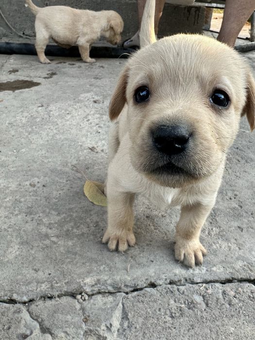 Щенки лобладоры чистокровные