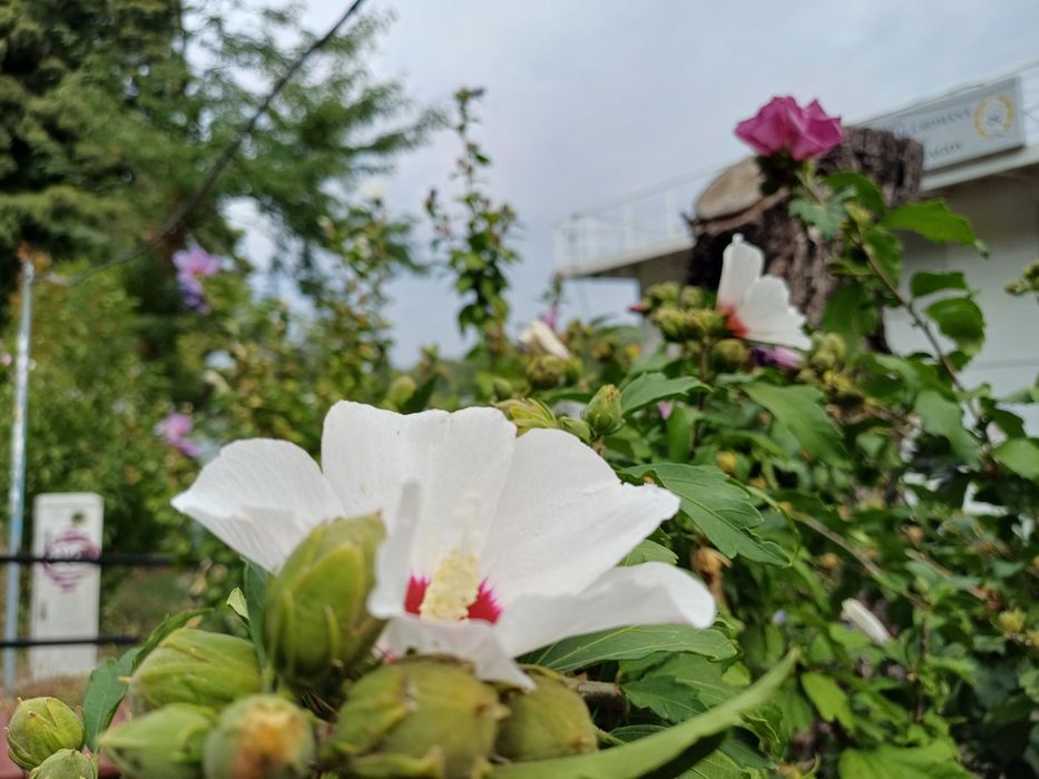 Meditatii franceza si engleza