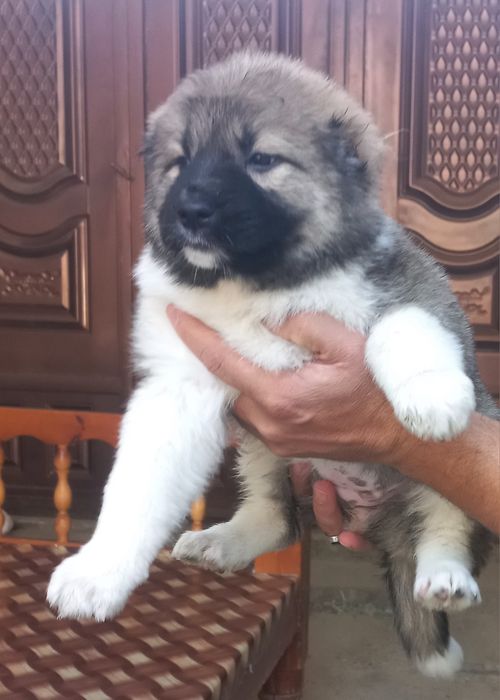 Кавказский  щенок девочка