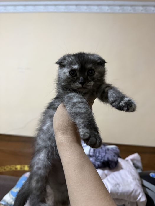 Срочно  Продаю котенка вислоушка