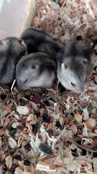 Vand Hamsteri pitici