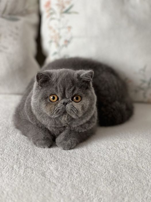 Елитно плюшено екзотично късокосместо коте