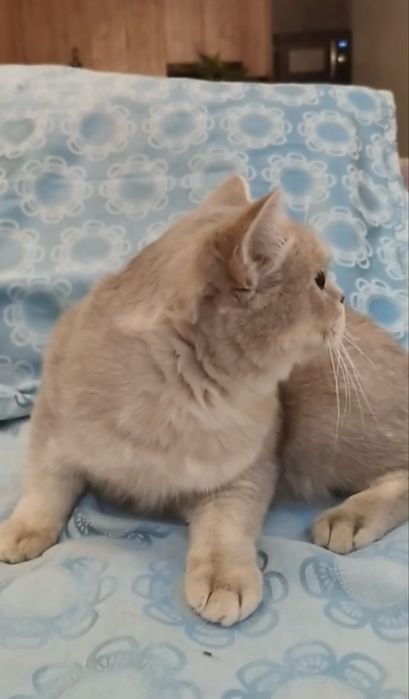 Продается котенок шиншила