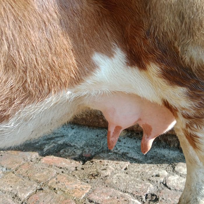 Ona bola sotiladi yeb ichishi zoʻr parodali simental gibrit