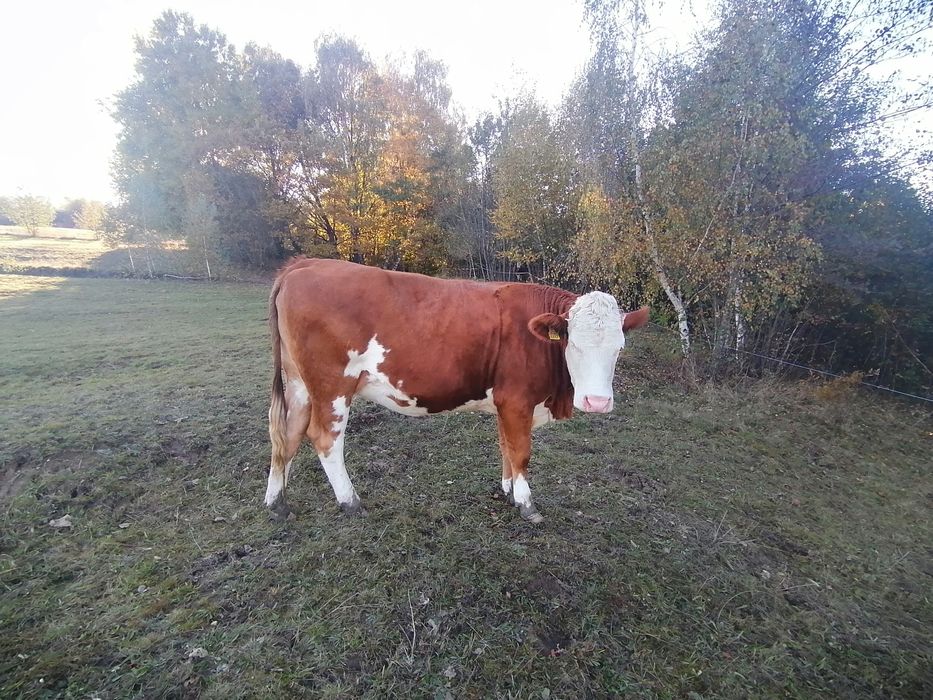 Vând junincă gestantă