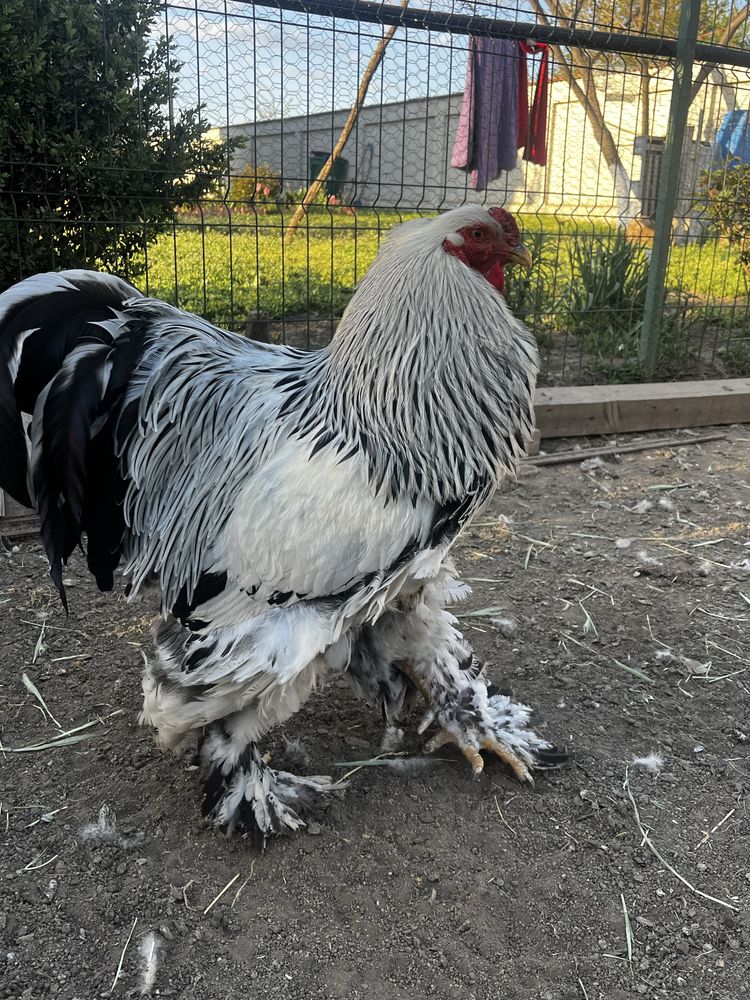 Cocosi Brahma   .