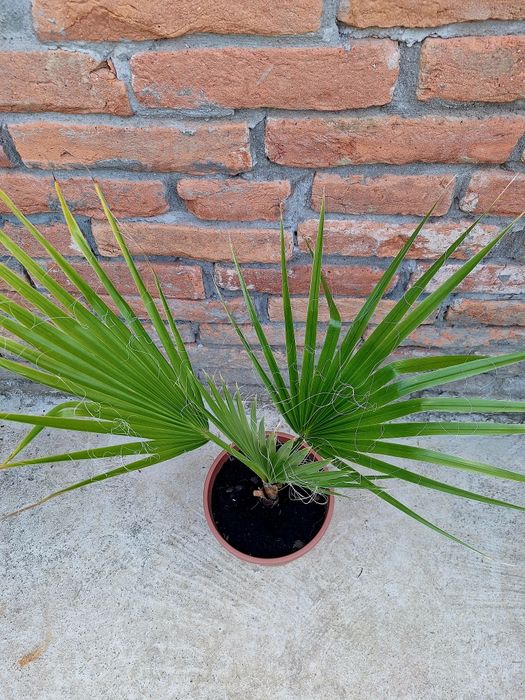 Palmier Washingtonia.
