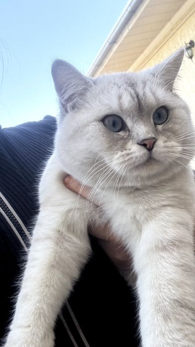 British Shorthair Chinchilla
