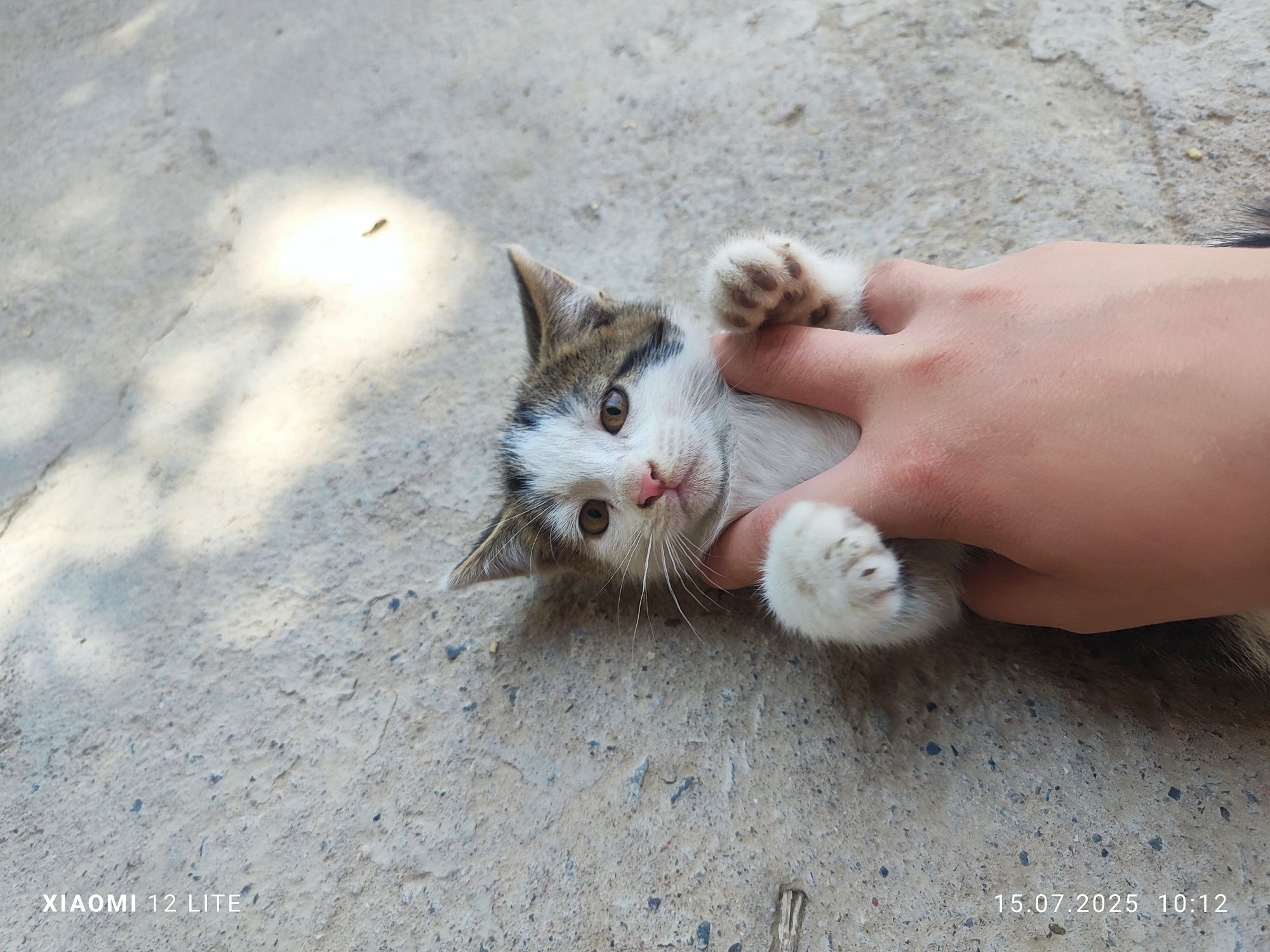 Кошку  и котят отдам в хорошие руки.Кушают корм (kiticat) и домашнюю е