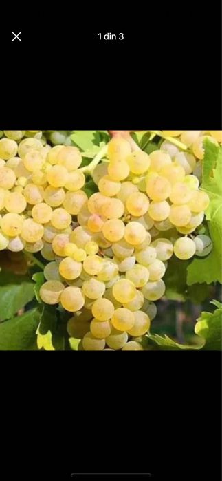 Struguri pentru vin