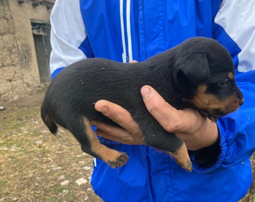 Продаются 3 ягдтерьера