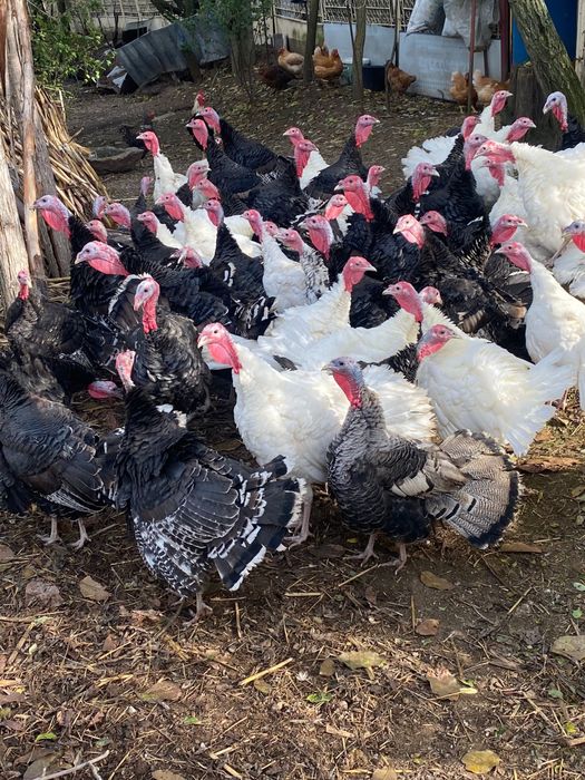 Vand curci de anul acesta