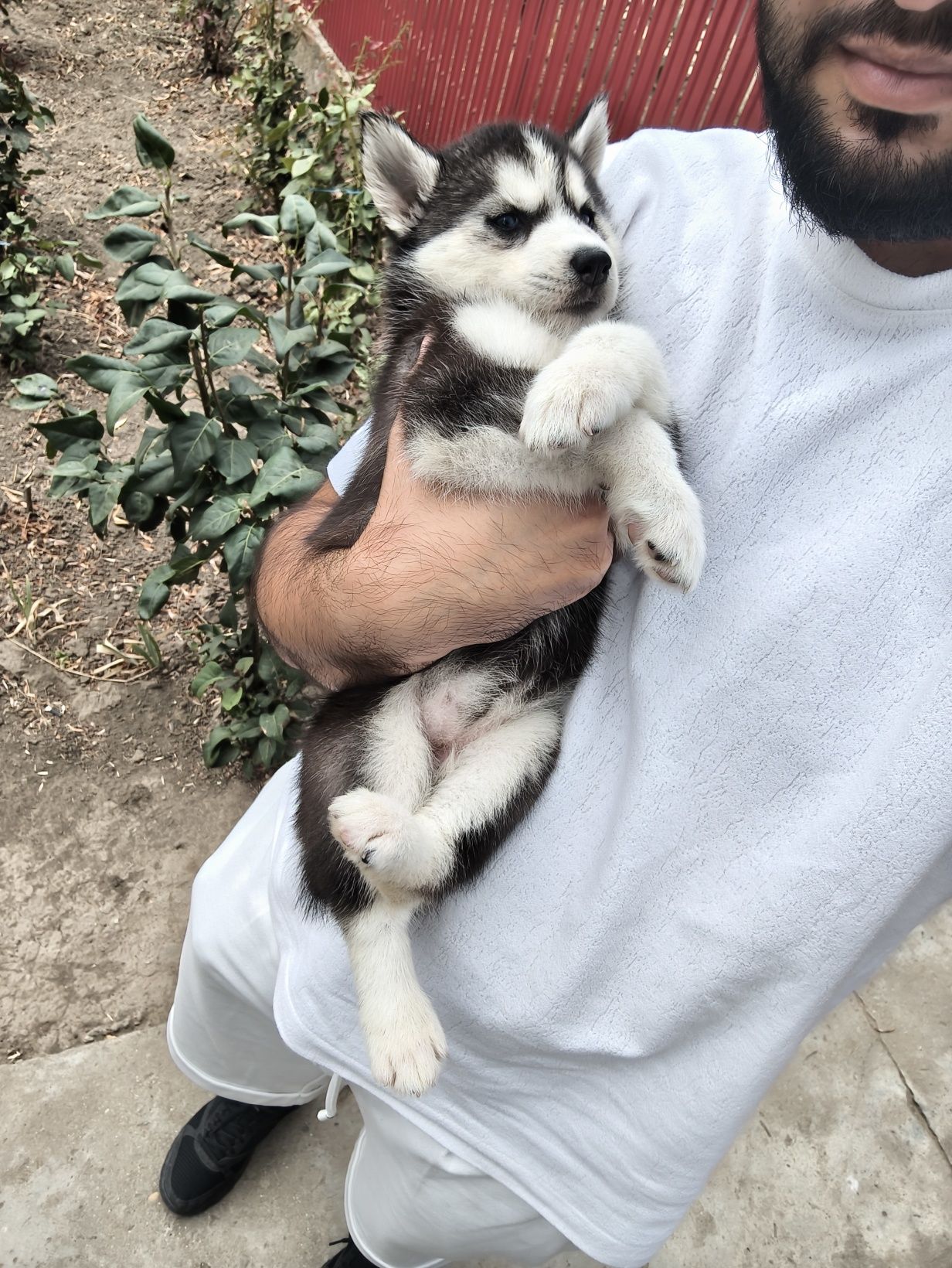 Pui Husky Siberian