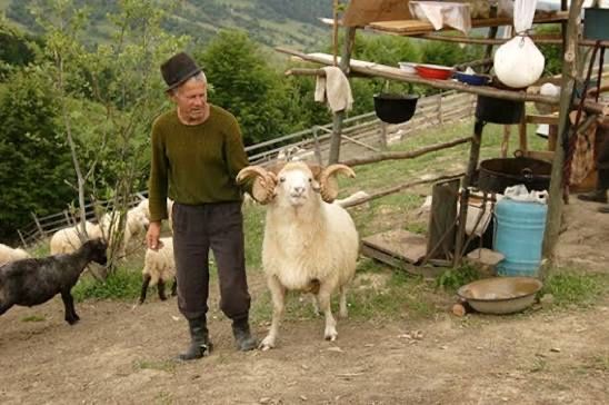 Animal domestic, Corbasca, Rogoaza Bacau Berbec Sufolc 250 lei
