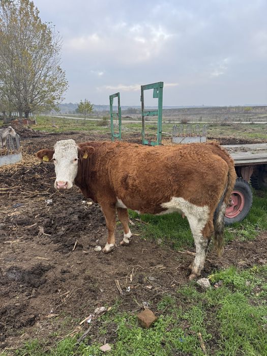 Vaci si vieti de vanzare