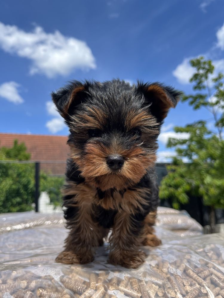 Vând Yorkshire Terrier