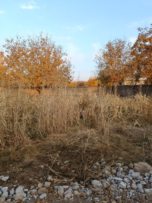 Shahrisabzdan Uchaska sotiladi