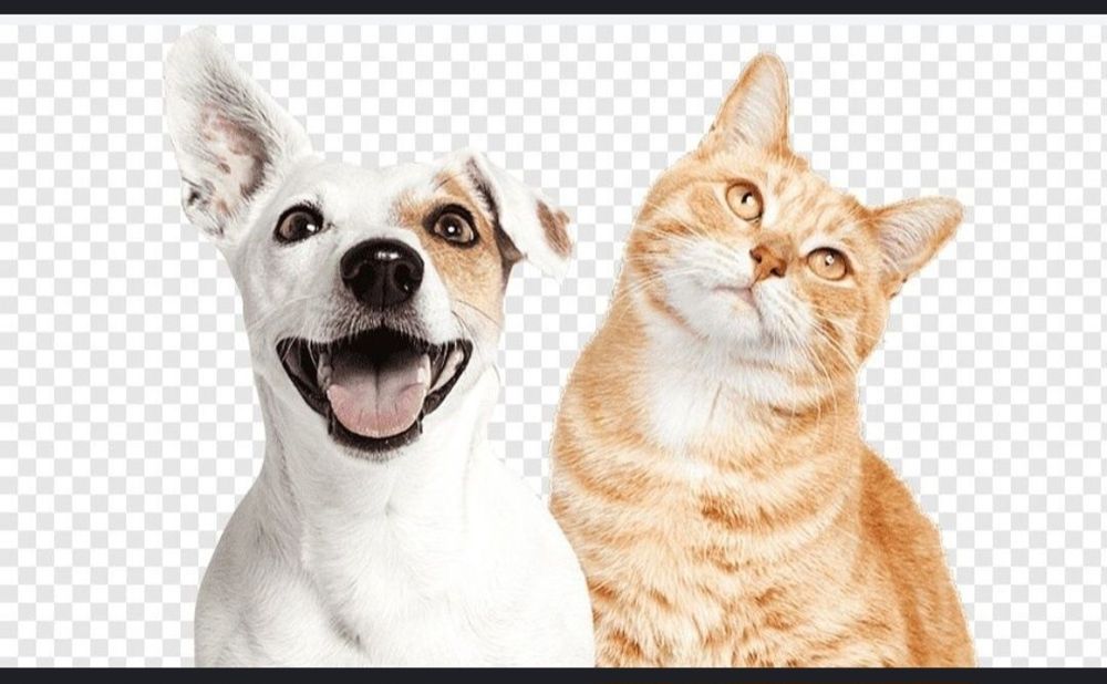 Передержка домашних животных, собак, кошек, гостиница