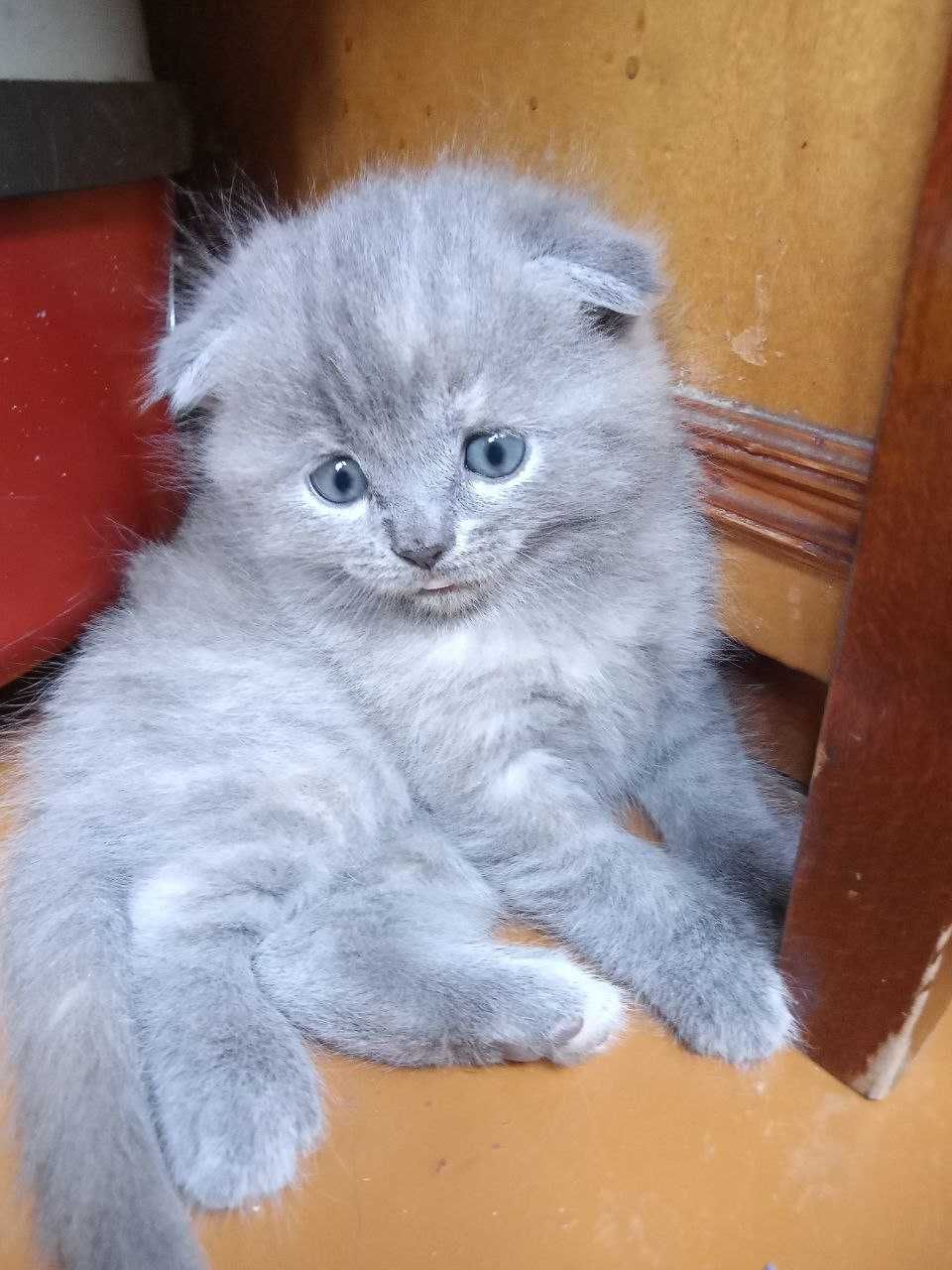 Котята шотландской Вислоухой