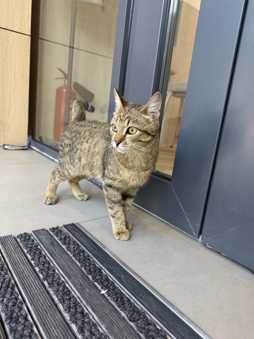 Отдам котенка 5 месяцев