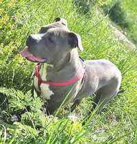 Femela Amstaff Blue 8 luni