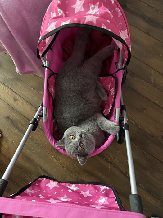 Чистокръвно британско момче на 5 месеца с родословие