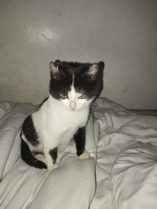 Кошечка 4 месяца