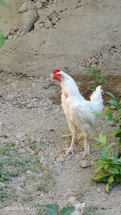 Xuroz yeyish ichishi yaxshi soğlom narxi 130 ming sum