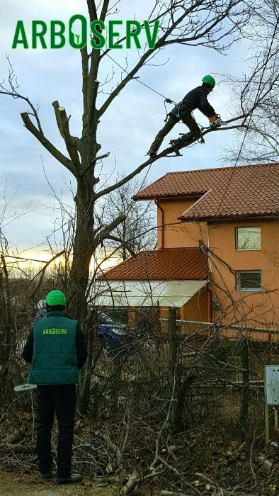 Taieri doborari si toaletari arbori copaci pomi orice dificultate