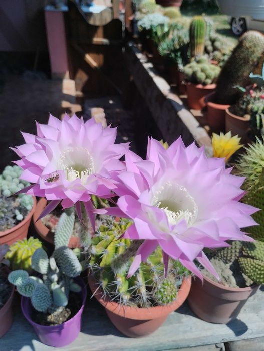 Vand  colectie formata din aprox.80 de cactusi.