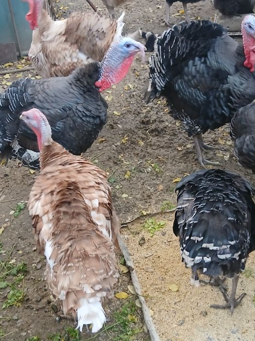 Se vând curcani mari